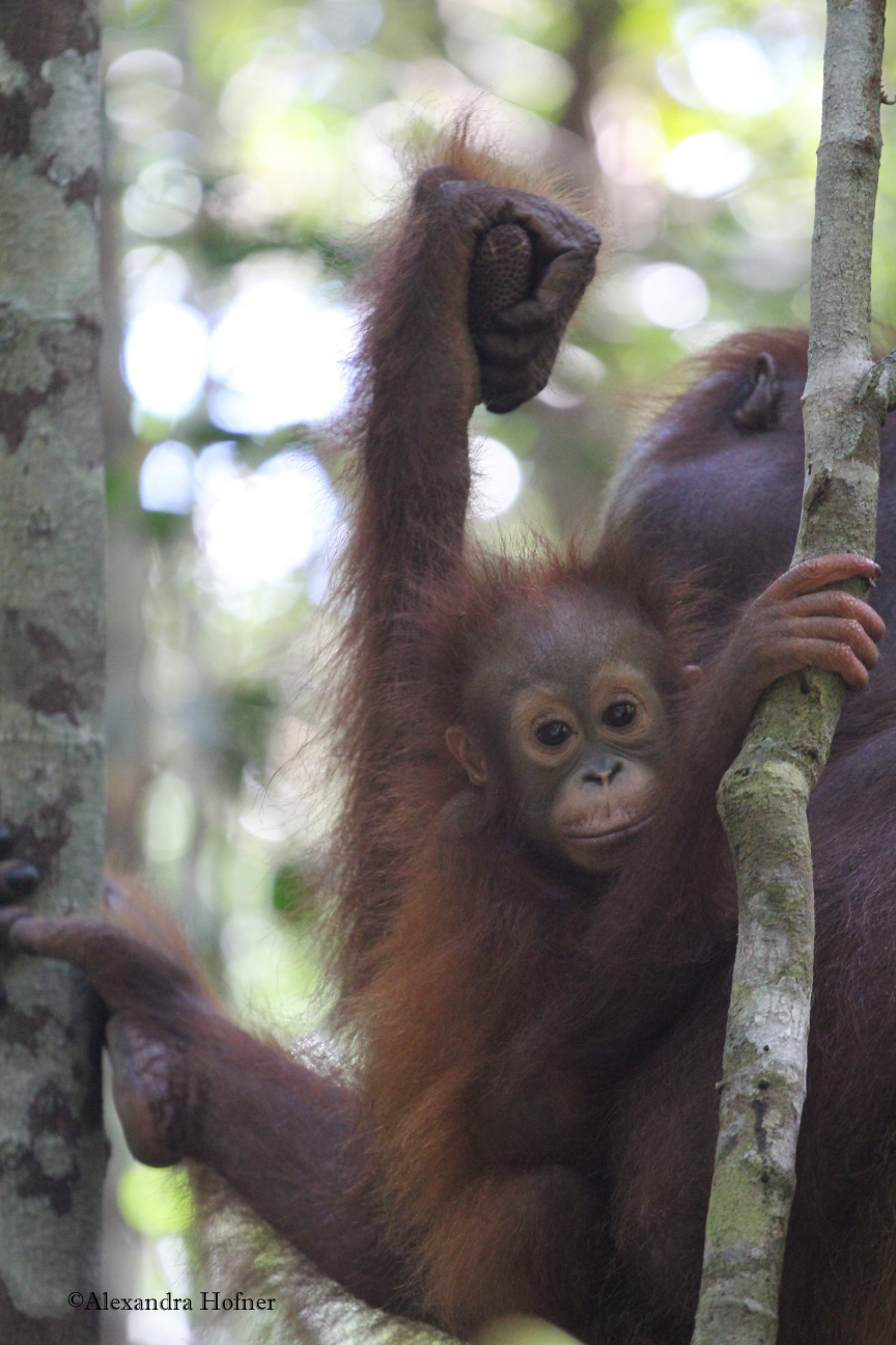 Baby Orangutan