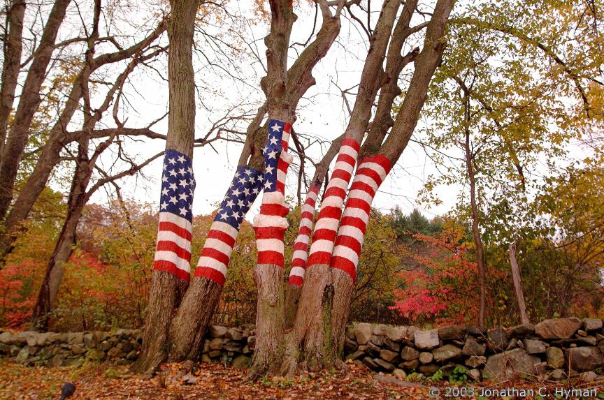 Flag Trees by photographer Jonathan C. Hyman