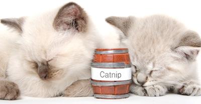 Catnip katter