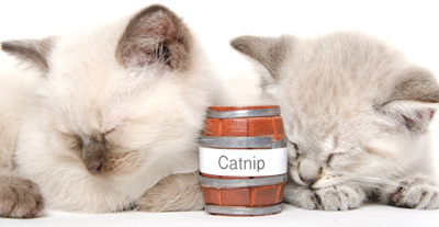 Catnip Cats