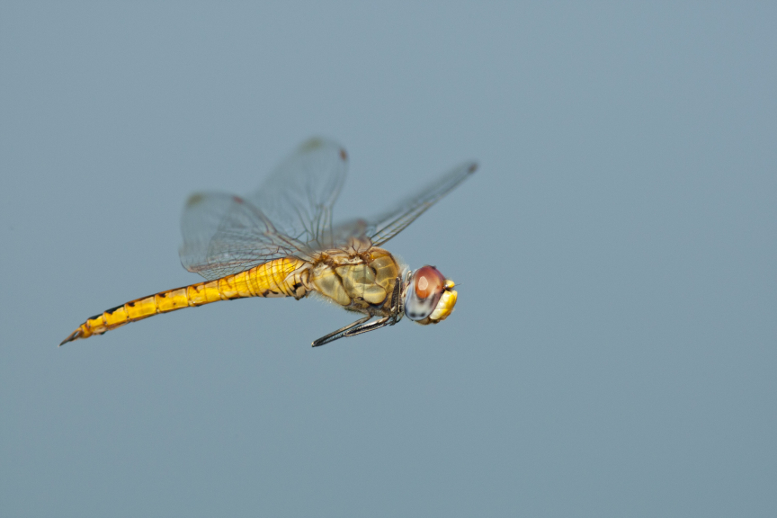 A Small Dragonfly Is Found to Be the World's Longest-Distance Flyer