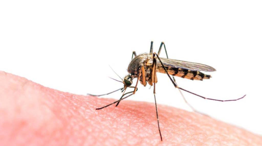 Image of mosquito