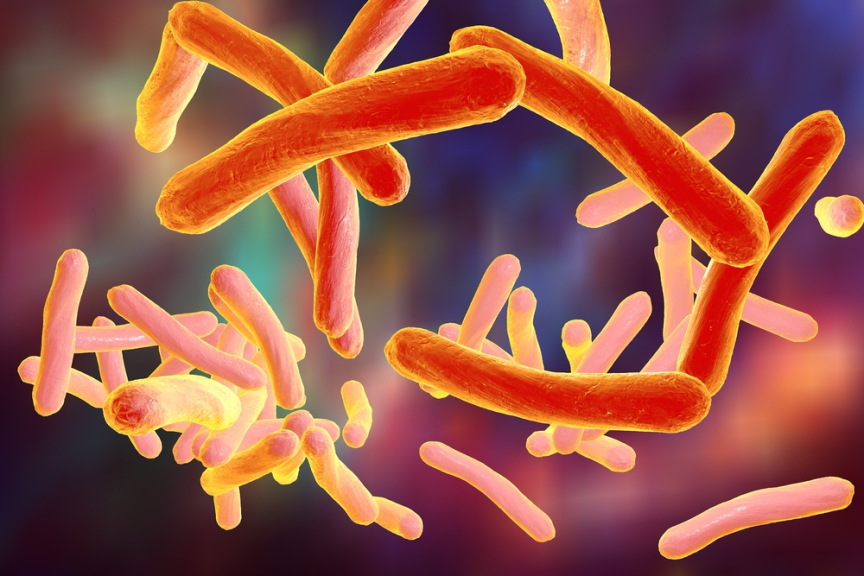 Mycobacterium tuberculosis