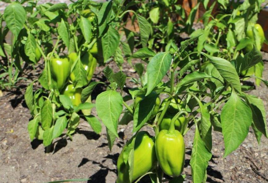 Image of peppers growing in Newark garden