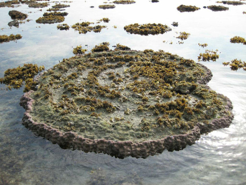 microatoll