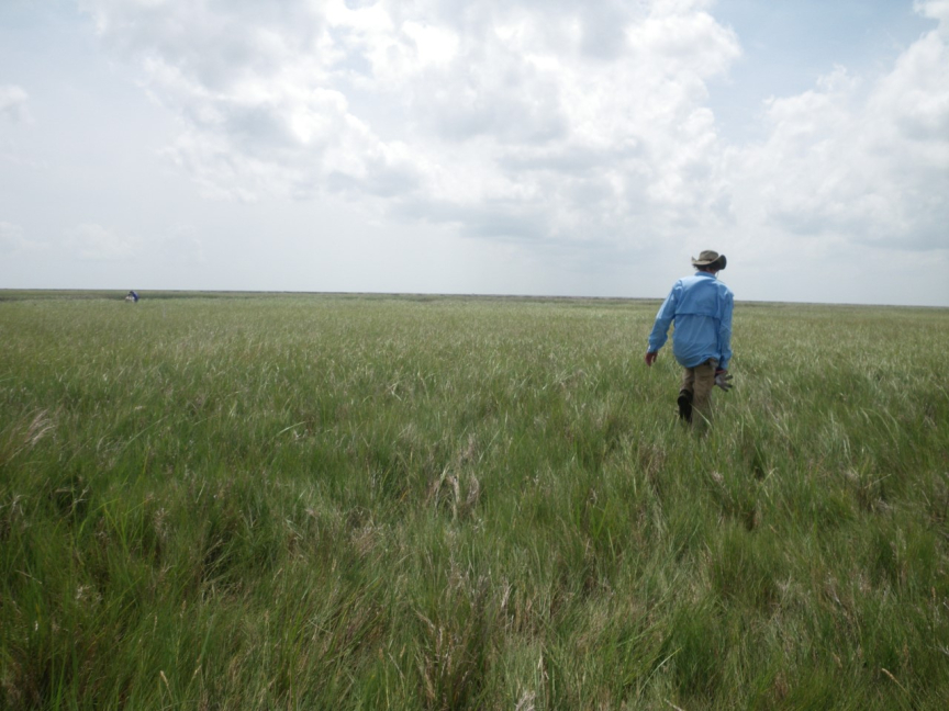 Louisiana salt marsh