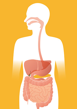 Gut