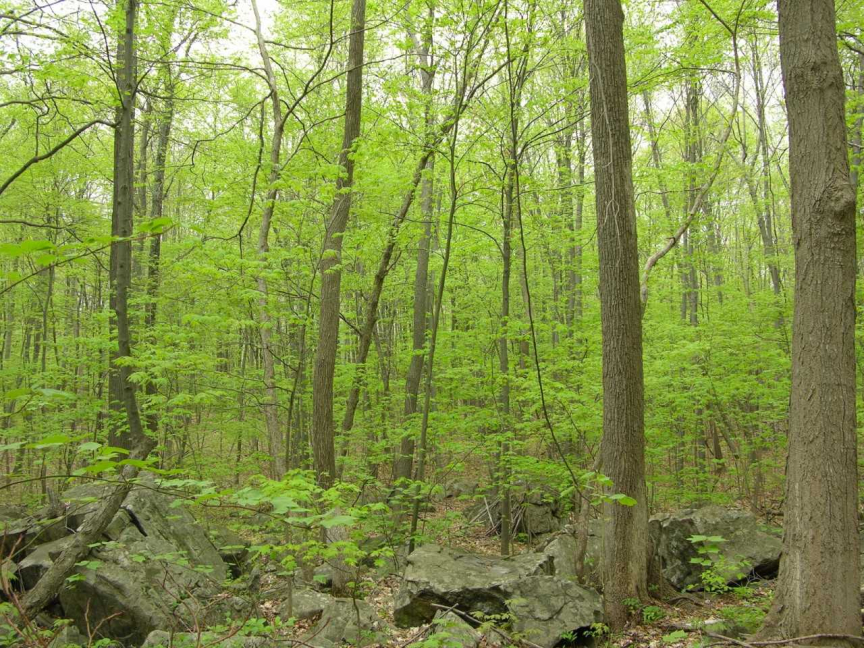 mapleforest470