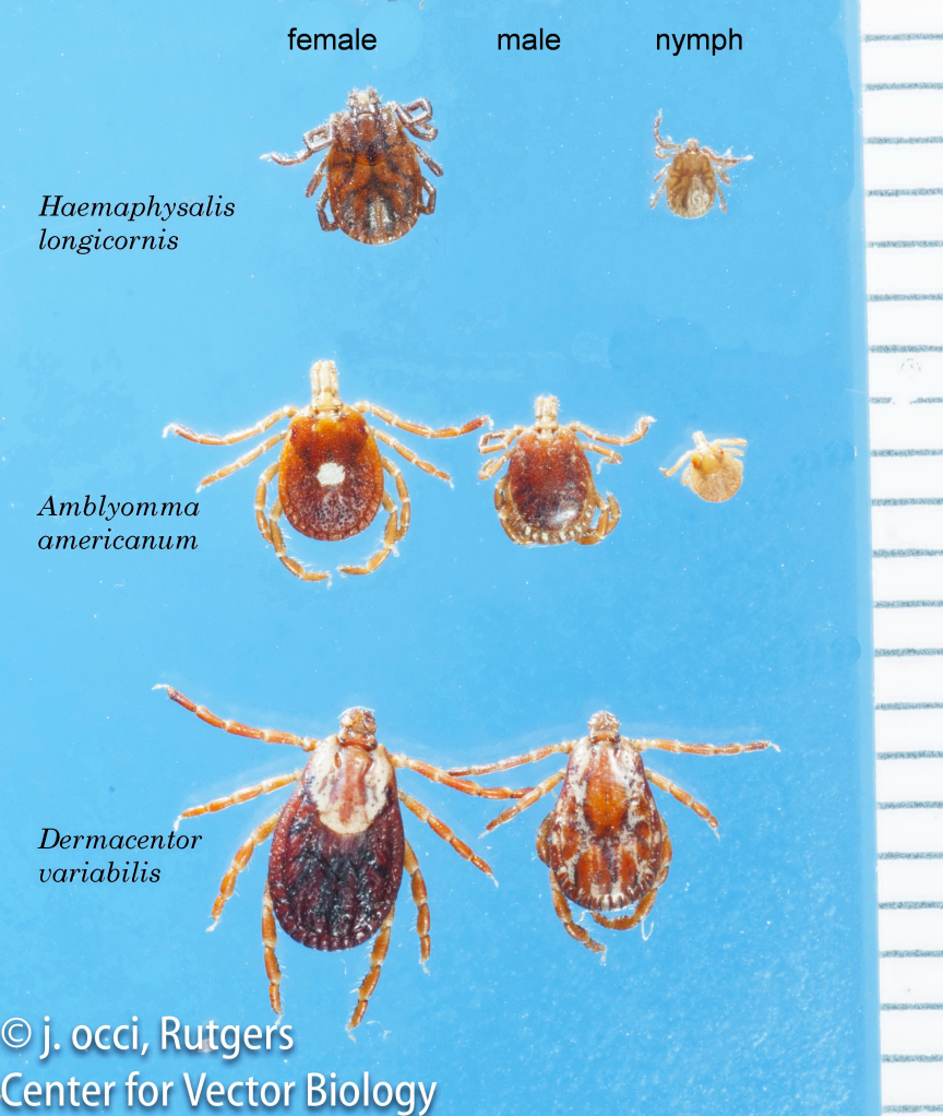 Longhorned tick, lone star tick, American dog tick