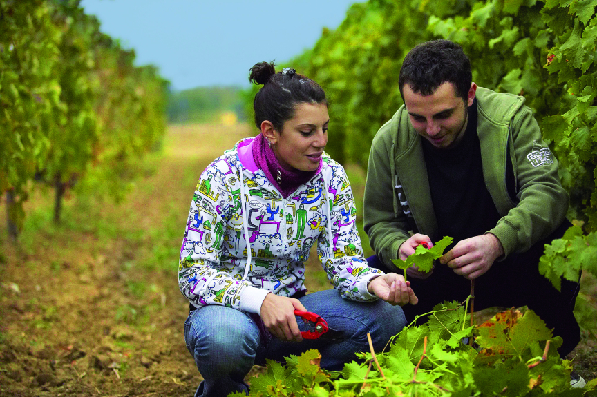 Youths in a Greek vineyard