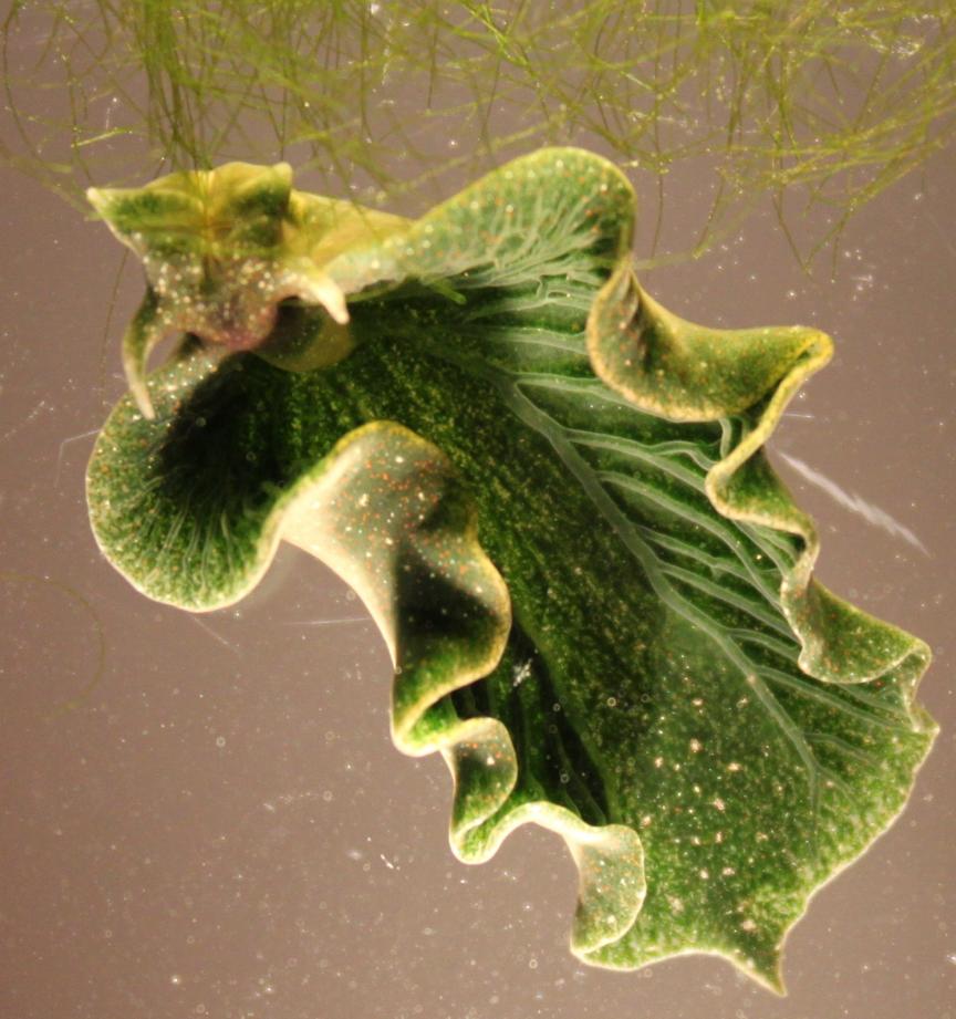Solar-Powered Sea Slugs Shed Light on Search for Perpetual Green Energy |  Rutgers University