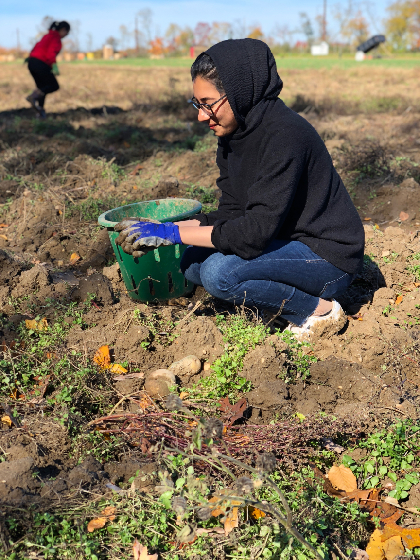 Potato Gleaning Community Service Opportunity