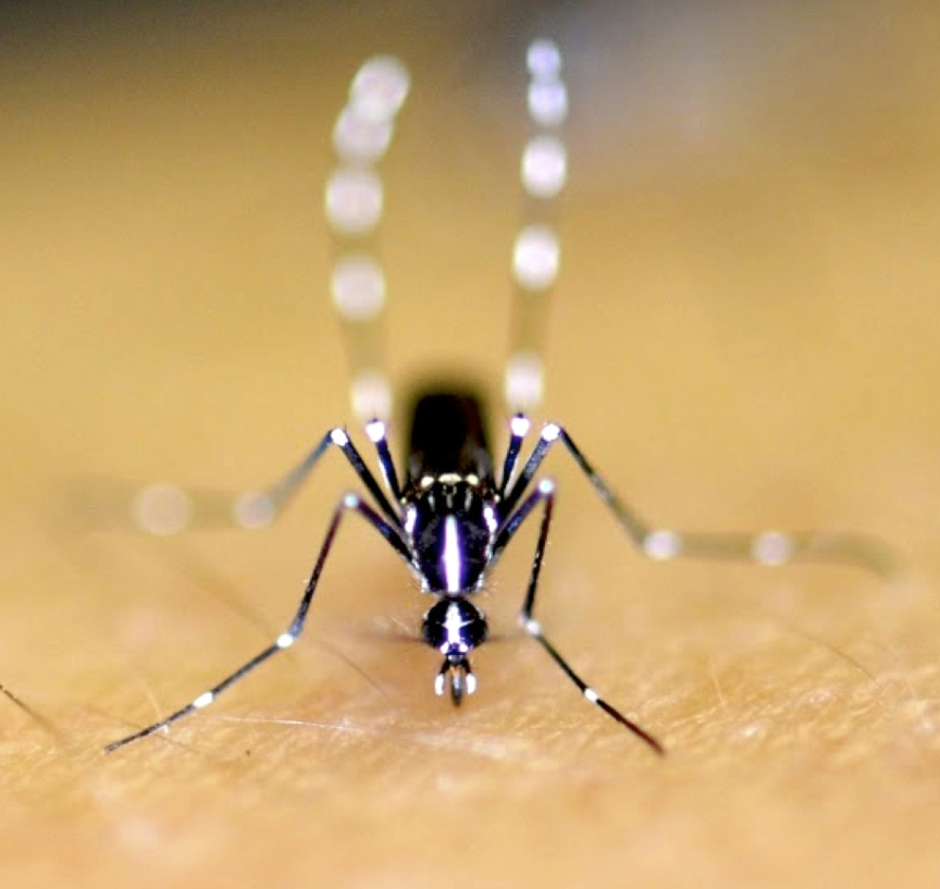 When Neighbors Are the Cause of Your Mosquito Problems