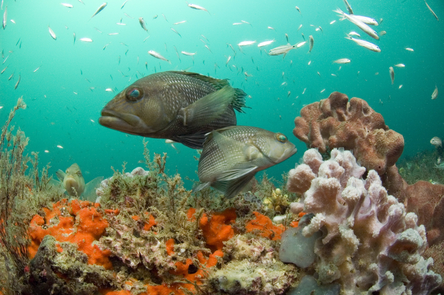 Black sea bass at Gray's Reef National Marine Sanctuary off the coast of Georgia.