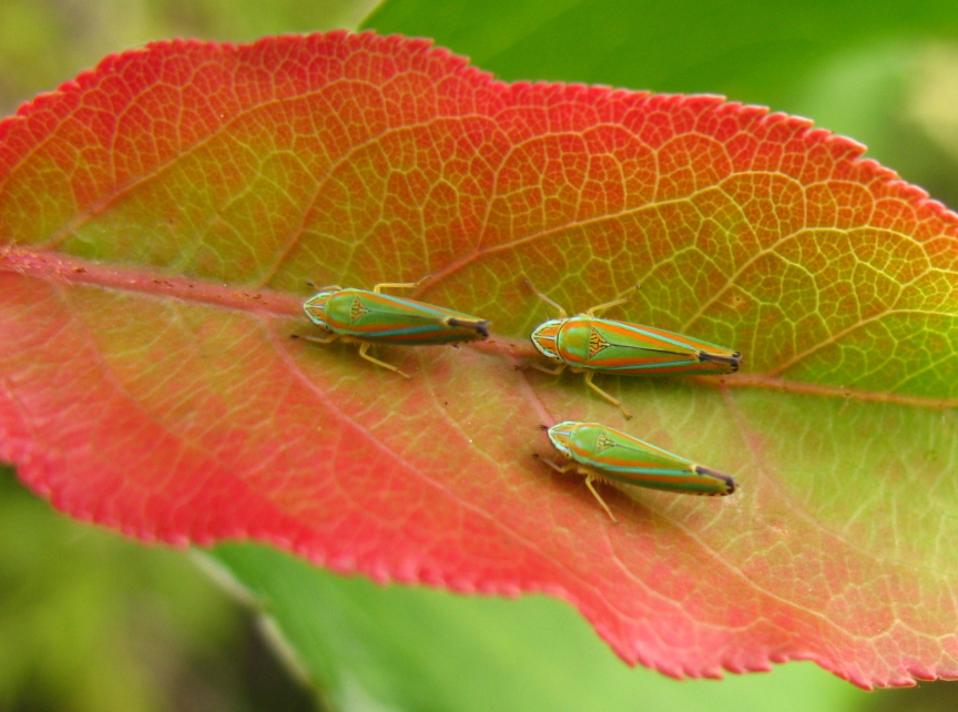 Rutgers' List of Campus Plants, Animals, Other Species May be First in World | Rutgers University Rutgers' List of Campus Plants, Animals, Other Species May be First in World | Rutgers University