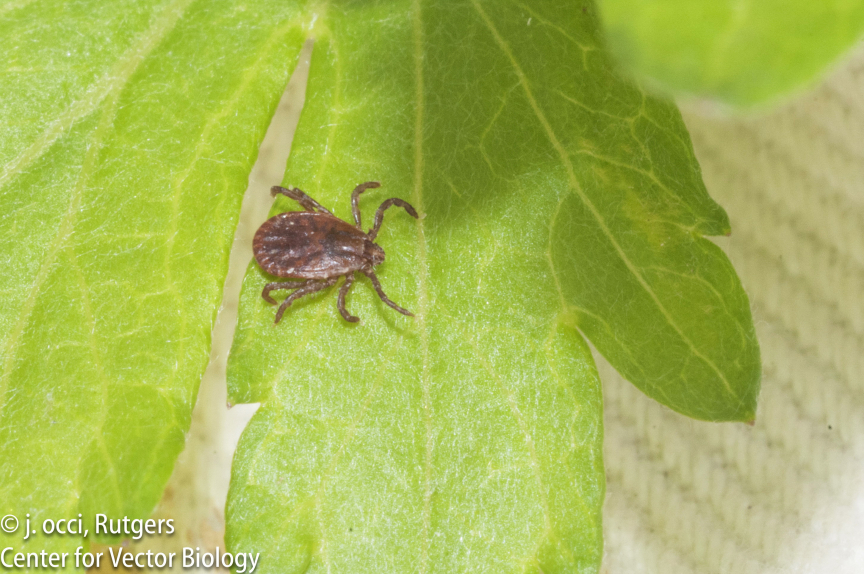 Female longhorned tick on green leaf