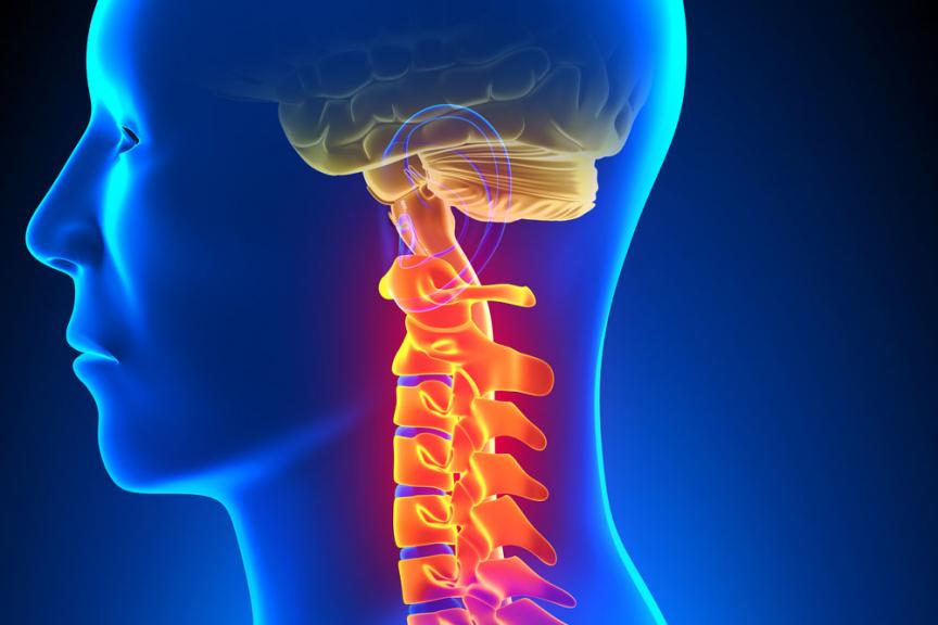 Athletes Should Build Neck Strength to Avoid Concussions, Rutgers  Researchers Recommend
