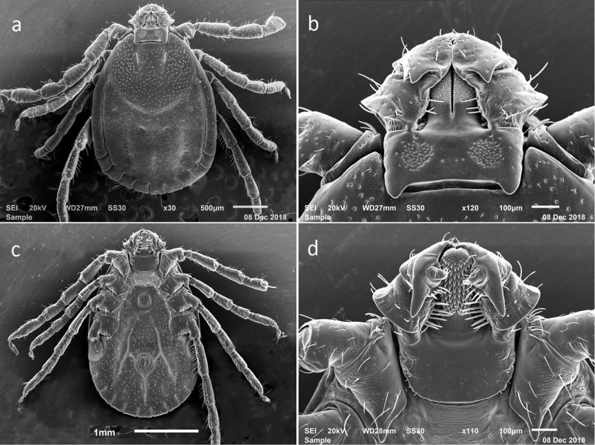 Scanning electron microscopy images of an adult female Asian longhorned tick, used in Rutgers’ researchers new guide to identify the species. Source: Andrea Egizi and co-authors.