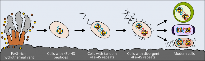The evolution of ferredoxins in cells, from early life to today