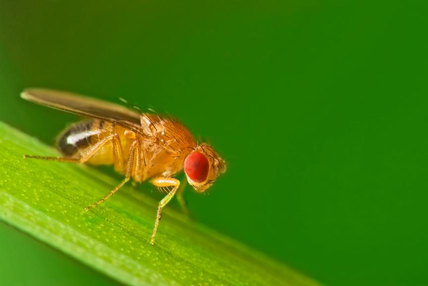 A yellow drosophila fly, with prominent red eye, rests on green plant matter against a green background.