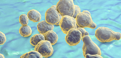 The pathogen Cryptococcus neoformans. Image: Shutterstock