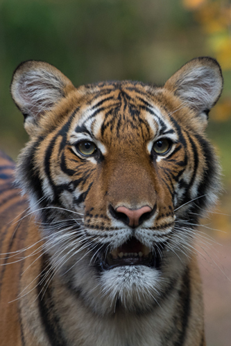 Bronx Zoo tiger