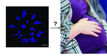 Pregnancy and chromosomes