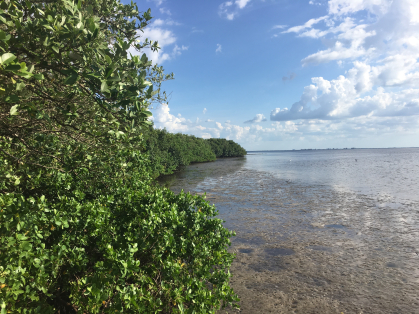 Mangroves