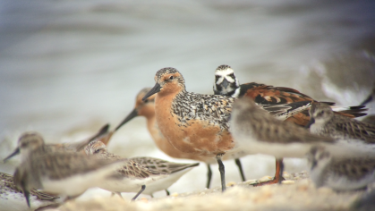 Red knot