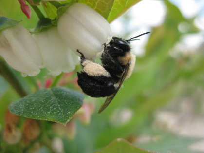 Decline of Bees, Other Pollinators Threatens U.S. Crop Yields | Rutgers University