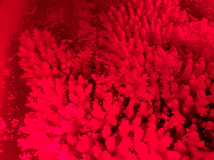 Coral spawning