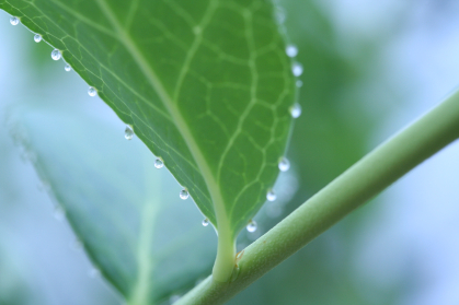 Plant droplets