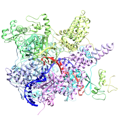 RNA polymerase