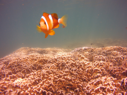 Clownfish