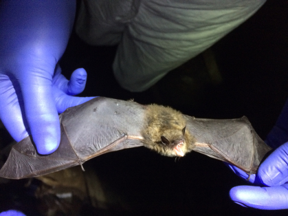 White-nose syndrome