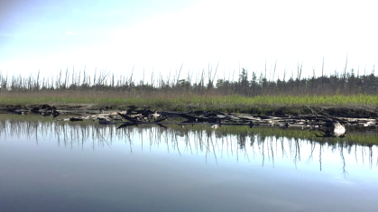 Ghost forest