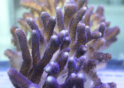 Coral structure