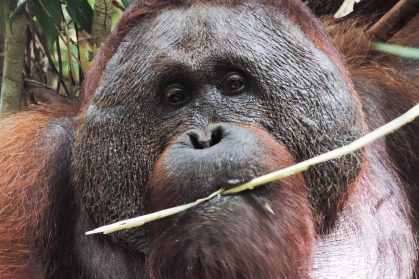 Orangutan eating