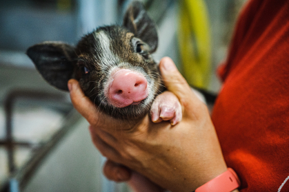 Piglets at Rutgers Farm