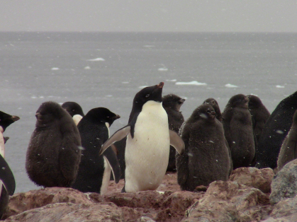 Penguins 
