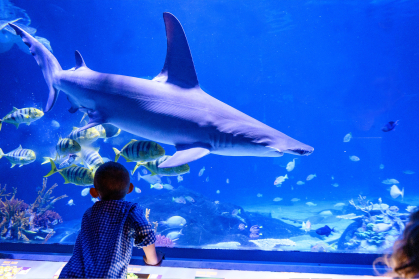 Boy looking at Shark Tank at Adventure Aquarium