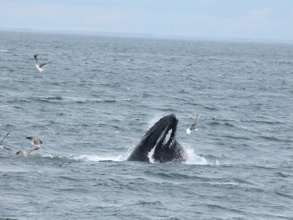 humpback whale