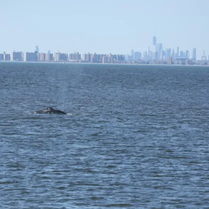 humpback whale skyline