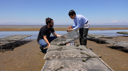 examining selective bred oysters