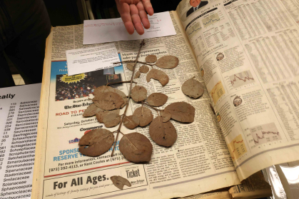 6) Research Image from Bodies of Flora (Specimen from Chrysler Herbarium), 2025. Examining specimens at the Chrysler Herbarium.