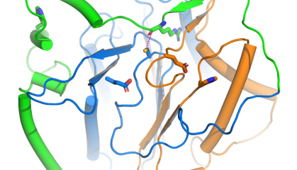 ribbon-like organism representing a protease