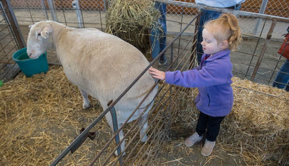 Harper Boszko pets a sheep during Rutgers Day 2022 on Cook campus.