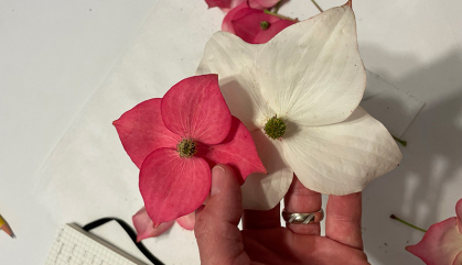 A hand holds two blooms - one red, one white.