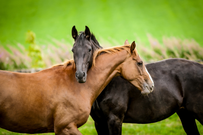 horses