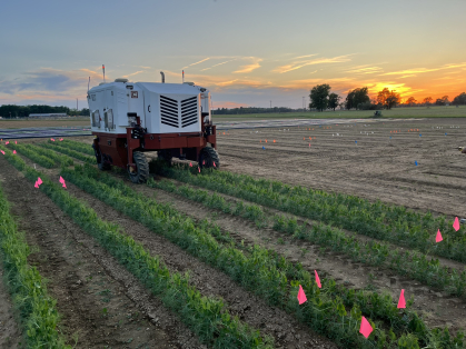 laser weeder at dawn in the Rutgers research field